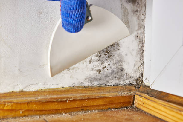 Best HVAC Mold Inspection and Cleaning  in South Chicago Heights, IL