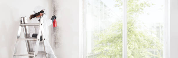 Best Comprehensive Air Testing for Mold Contaminants  in South Chicago Heights, IL